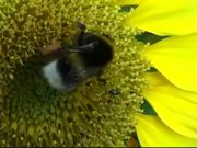 Bumblebee on Sunflower