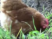 Brown Chicken
