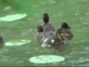 Duck and Ducklings