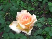 Garden Rose