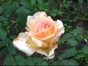 Garden Rose
