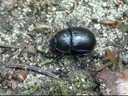 Black Beetle