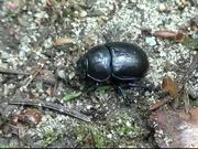 Black Beetle