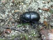 Black Beetle