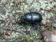 Black Beetle