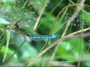 Blue Dragonfly