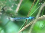 Blue Dragonfly