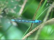 Blue Dragonfly