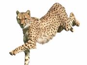 BumbleBee Crazy for Colors