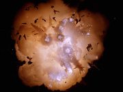 Spectacular Fiery Explosion