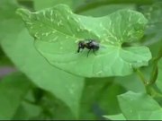 Fly on the Leaf
