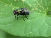 Fly on the Leaf