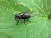 Fly on the Leaf