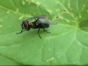 Fly on the Leaf