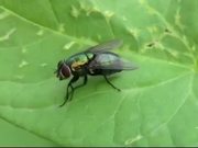 Fly on the Leaf