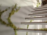 Sonos Campaign: Forest