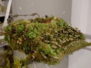 Sonos Campaign: Forest