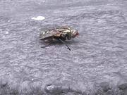 Fly Cleaning Itself in Macro