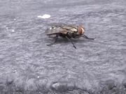 Fly Cleaning Itself in Macro