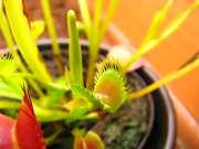 Venus Flytrap vs Beetles in Macro
