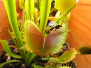 Venus Flytrap vs Beetles in Macro