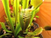 Venus Flytrap vs Beetles in Macro