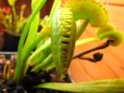 Venus Flytrap vs Beetles in Macro