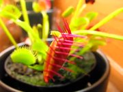 Venus Flytrap vs Beetles in Macro