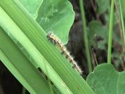 Caterpillar Eating