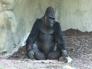 Gorilla I