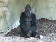 Gorilla I
