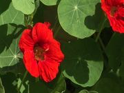 Nasturtium