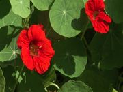 Nasturtium