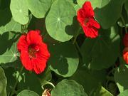 Nasturtium