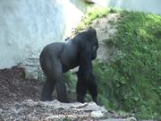 Gorillas II