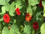 Nasturtium