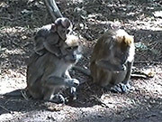 Fun in the Monkey Park