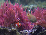 Clownfish Nemo