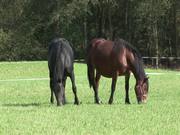 Horses 2