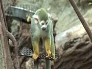 Small Monkey I