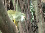 Small Monkey I