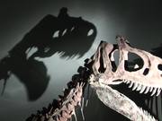 Dinosaur in Museum