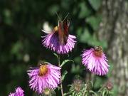 Flower with Butterfly
