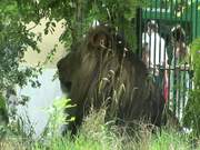 Lion in Zoo
