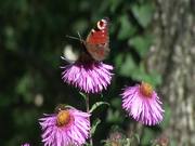 Flower with Butterfly