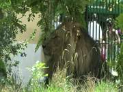 Lion in Zoo