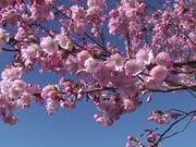 Japanese Cherry Tree