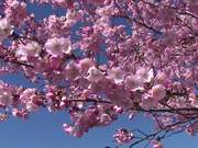 Japanese Cherry Tree