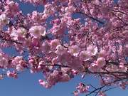 Japanese Cherry Tree