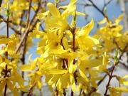 Forsythia
